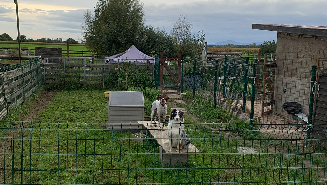 accueil-garde-chiens