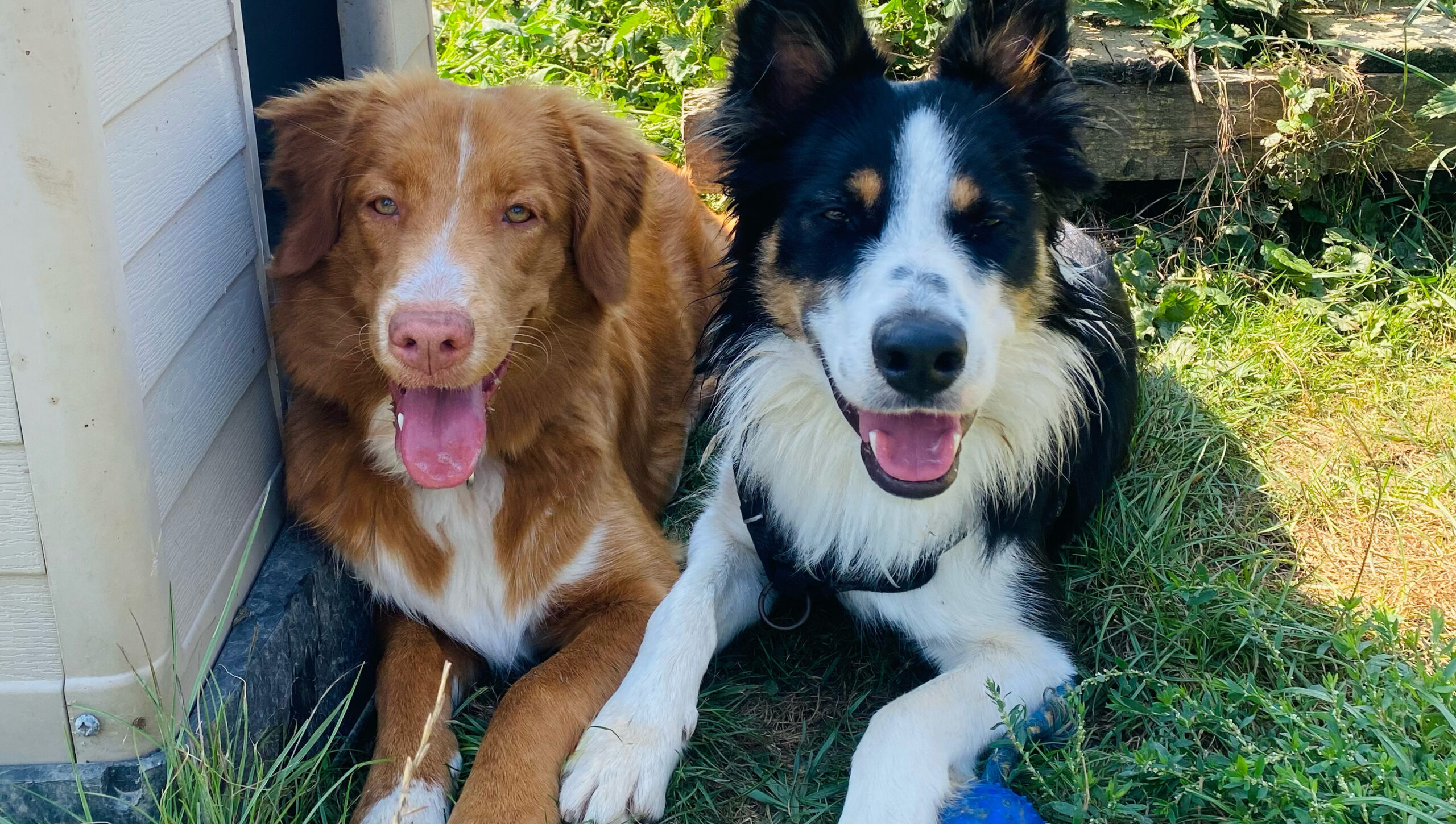 Garde de chiens Garde de chiens