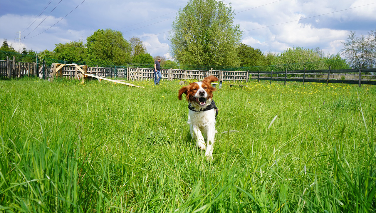 tarifs-terrain-chiens