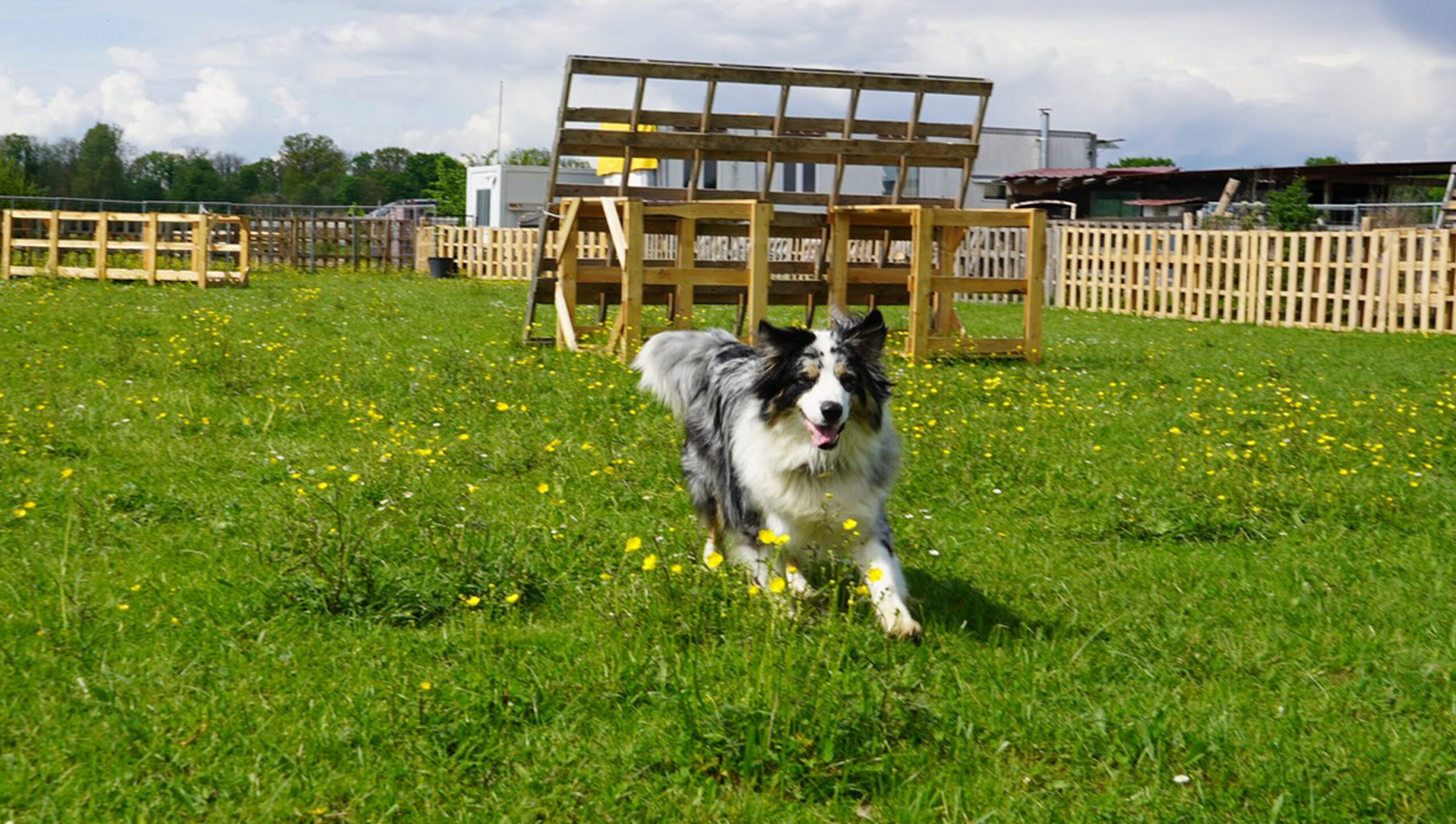 Terrain de jeux pour chiens Terrain de jeux pour chiens